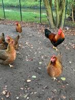 Broedeieren Welsumer kip, Dieren en Toebehoren, Pluimvee, Geslacht onbekend, Kip