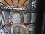 Kweek koppel witkuif kaketoe alba, Dieren en Toebehoren, Vogels | Parkieten en Papegaaien, Meerdere dieren, Papegaai