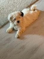 Boomer pup, Dieren en Toebehoren, Parvo, 8 tot 15 weken, Eén hond, Nederland