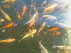 Koi karper, Dieren en Toebehoren, Vissen | Vijvervissen, Karper of Koi