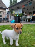 Leuk baasje voor mij gezocht, Dieren en Toebehoren, Honden | Jack Russells en Terriërs, Jack Russell Terriër, Meerdere, Meerdere dieren