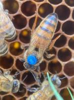 Ben opzoek naar Buckfast P0/F0 koningin, Dieren en Toebehoren, Insecten en Spinnen, Bijen