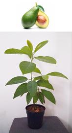 Avocado Boompje- Persea Americana- 70 cm Hoog, Minder dan 100 cm, Overige soorten, Volle zon, In pot