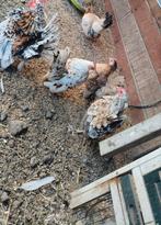 Serama hennen, Vrouwelijk, Kip