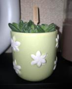 Pickle Plant, augurkplantje in groen wit gebloemd potje, Vetplant, Ophalen of Verzenden, In pot, Minder dan 100 cm