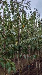 Prunus 'Accolade' (Japanse sierkers) ☘️🌸, Tuin en Terras, Planten | Bomen, Ophalen, Volle zon, Overige soorten