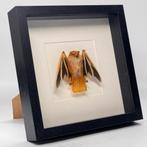 Opgezette vleermuis in lijst Kerivoula picta - 25 x 25 cm, Verzamelen, Dierenverzamelingen, Ophalen of Verzenden, Nieuw, Insect