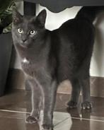 VERMIST.      20-02-2025, Dieren en Toebehoren, Katten en Kittens | Raskatten | Korthaar, Poes