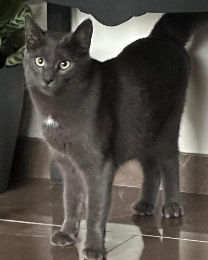 VERMIST.      20-02-2025, Dieren en Toebehoren, Katten en Kittens | Raskatten | Korthaar, Poes