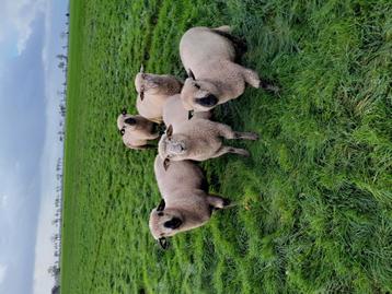 Goed gezonde Hampshire Down rammen beschikbaar voor biedingen
