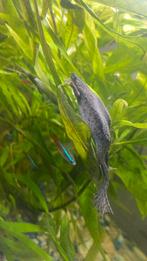 Aquarium plant Hygrophila  grote tak met roots, Ophalen, Plant(en), Steen of Hout