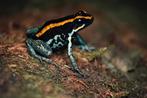(Phyllobates vittatus) 60€ per koppel., Amfibie, 0 tot 2 jaar