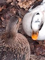 Te koop: prachtig koppel kwakertjes,  dieren van 2025., Dieren en Toebehoren, Meerdere dieren, Eend