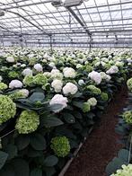 te koop hortensia struiken wit, Tuin en Terras, Planten | Struiken en Hagen, Ophalen, Hortensia, Struik, Minder dan 100 cm