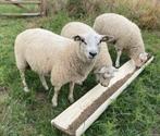 Ram rammen schaap schapen dekram, Mannelijk, Schaap
