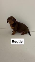 Teckel pups, Korthaar, Dwerg, Meerdere, Meerdere dieren