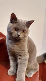 100% BRITSE korthaar kitten - kater, Dieren en Toebehoren, Katten en Kittens | Raskatten | Korthaar, Kater, Ontwormd, 0 tot 2 jaar