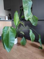 Paradijsvogelplant, strelitzia nicolai, Ophalen, Halfschaduw