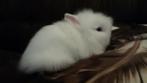 Konijn raszuivere  teddy dwerg gezond tam en erg  lief, Dieren en Toebehoren, Konijnen, Mannelijk, Dwerg