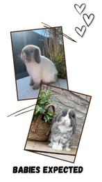 Raszuiver Minilop konijnen, Meerdere dieren, Dwerg