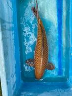 Chagoi 65cm, Dieren en Toebehoren, Vissen | Vijvervissen, Karper of Koi