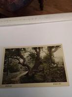 WOLFHEZEN.  WODAN'S EIK, Ophalen of Verzenden, Voor 1920, Zuid-Holland