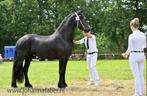 Friese merrie 4 jaar met stamboek, Dieren en Toebehoren, Paarden, Merrie, Met stamboom, Dressuurpaard, 3 tot 6 jaar