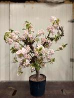 Kunst Bloesemboom op echte houten stam 65cm - Net Echt!, Ophalen, Nieuw, Binnen