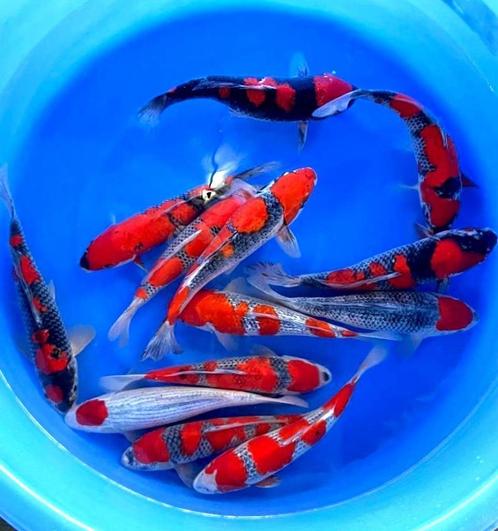 Vele honderden Nisai, Japankoi in tweede levensjaar, Dieren en Toebehoren, Vissen | Vijvervissen, Karper of Koi