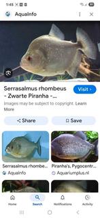 Im looking for black piranha, Dieren en Toebehoren, Vis