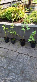 Maggi planten 4x op voorraad, Kruiden, Vaste plant, Ophalen, Bloeit niet