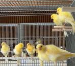 Fiorino, Dieren en Toebehoren, Vogels | Kanaries, Mannelijk, Kleurkanarie
