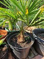 Palmplanten, Mooie exemplaren!!, Tuin en Terras, Planten | Tuinplanten, Zomer, Vaste plant, Overige soorten, Ophalen