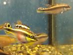 Kersenbuikcichlide -- Opvallend mooie vis voor het aquarium, Dieren en Toebehoren, Vissen | Aquariumvissen, Zoetwatervis, Vis