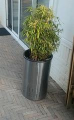 Bamboe fargesia rufa, Ophalen, Bamboe, Struik, 100 tot 250 cm