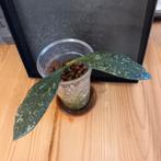 hoya rundumensis nr 2-5, Huis en Inrichting, Ophalen of Verzenden, Halfschaduw, Minder dan 100 cm