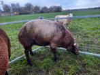 Blauwe texelaar ram, Dieren en Toebehoren, Mannelijk, Schaap