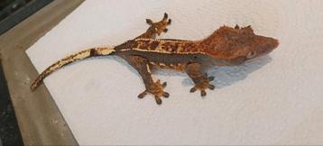 Goed lezen!! 30 Wimpergekko's  beschikbaar voor biedingen