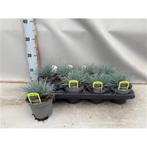Schapengras Festuca Eisvogel blauw en groen Siergras, Tuin en Terras, Planten | Tuinplanten, Ophalen, Overige soorten, Volle zon
