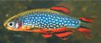 Galaxy Rasbora - Danio Margaritatus, Dieren en Toebehoren, Vis