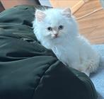 Witte Ragdoll kitten te koop – gezond & gevaccineerd, Kater, Langharig, 0 tot 2 jaar