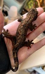 Chahoua, pine island, Dieren en Toebehoren, Hagedis