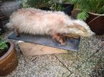 Opgezette.Taxidermie.Taxidermy. Leuke schone DAS, Ophalen of Verzenden, Zo goed als nieuw, Wild dier, Opgezet dier