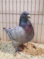 giant homers, Dieren en Toebehoren, Vogels | Duiven, Meerdere dieren, Overige soorten