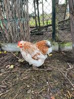 Cochin haantje, Dieren en Toebehoren, Pluimvee, Mannelijk, Kip