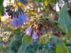 Smeerwortel, Tuin en Terras, Planten | Tuinplanten, Ophalen, Bodembedekkers, Volle zon, Vaste plant