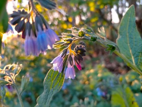 Smeerwortel, Tuin en Terras, Planten | Tuinplanten, Vaste plant, Bodembedekkers, Volle zon, Zomer, Ophalen