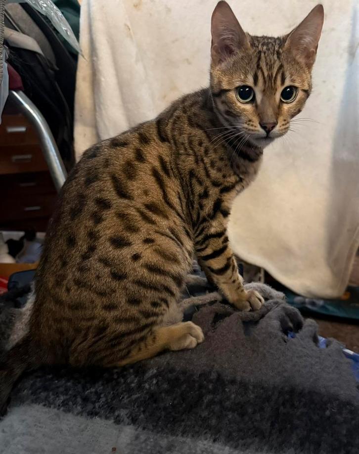 Bengaal katertje, Dieren en Toebehoren, Katten en Kittens | Raskatten | Korthaar, Kater, 0 tot 2 jaar, Ontwormd