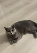 Britse korthaar, Dieren en Toebehoren, Katten en Kittens | Raskatten | Korthaar, Poes