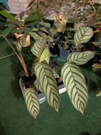 Calathea Compact Star, Ophalen, Halfschaduw, Minder dan 100 cm